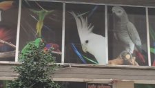 Nil Bird Pet Shop Haznedar Güngören