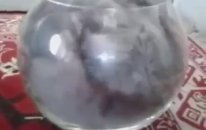 Rusya 'da Balık Olmaya Özenen Kedi