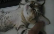 Sarhoş Gibi Sırtüstü Yatıp Uyuyan Kedi