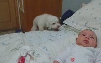 Bebeği Görmek İçin Kendini Paralayan Köpek