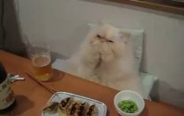 Yemek Yerken Birden Ciddileşen Kedi
