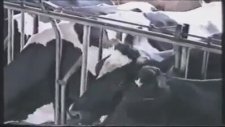 Böyle Zeki Bir İnek Görülmemiştir Heralde