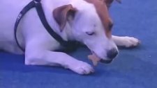 Toplama ve çıkarma yapabilen akıllı köpek