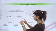 Hücre Zarından Madde Geçişi - YGS-LYS Biyoloji Konu Anlatımı - LİSEGO