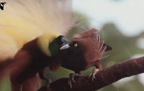 Birds of Paradise