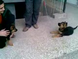 3 aylık alman kurdu kardeşler asİ & zeyna