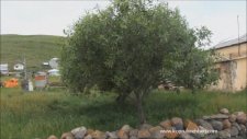 Köprülü Beldesi 2011/17. Bölüm Kemal Yıldız Köyüm
