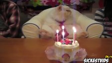 Dünyanın En Komik Kedi Videoları