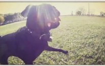 Pug Portresi - GoPro GoPug
