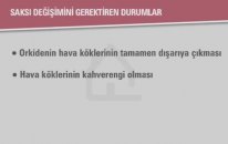Koçtaş - Orkide Bakımı Nasıl Yapılmalı?