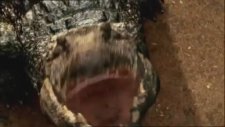 Lake Placid: The Final Chapter ( Fragman)