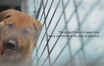 İkea Sosyal Sorumluluk Projesi - Köpek Sahiplenmek