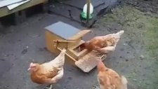 Mühendislik Harikası - Tavuk Yemliği