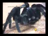 Çiyan Tarantula Ve Akrebin Savaşı