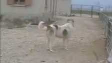 Eğitimli Bir Dövüş Köpeği