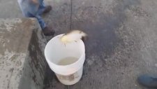 Kovadaki Balığa Göz Koyan Gelincik