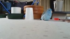Muhabbet Kuşunun Plastik Bardak Nefreti