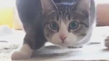 Dansçı Kedi