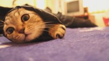 Ceket Kolunda Zaman Geçiren Yavru Kedi