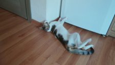 Komik Kedi