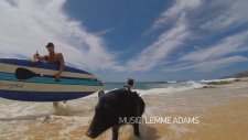 Gopro: Kama The Surfing Pig