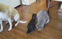 Aynı Evde Yaşayıp İyi Geçinen Köpek Kedi ve Kuş