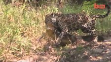 Jaguarın Timsah Avı