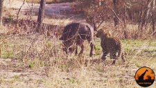 Yaban Domuzunun Aklını Alan Leopar