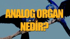 Analog Organ Nedir? | Tek Cümlede Evrim