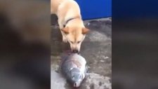 Köpeğin Balıkları Hayatta Tutma Çabası