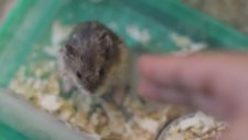 Ölü Numarası Yapan Hamsterlar