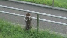 Aşk Acısı Çeken Kedi