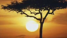 Huzur Veren Fon Müzik