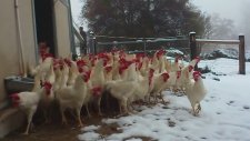 İlk Kez Kar Gören Tavuklar