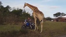 Motosikletçilere Zürafa Sürprizi