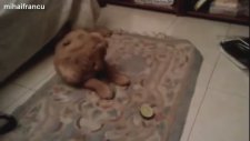 Komik Köpekler