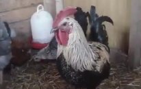 Horoz Alarm Sesi