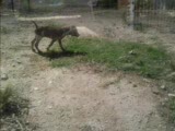 kurzhaar av köpekleri manisa