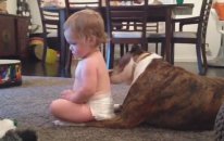 Köpek Bebeğin Sırtını Yalarsa
