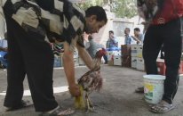 Mısır'da horoz dövüşü - TANHA