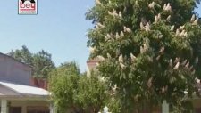 Azdavaylı Şen Kardeşler - Bir Elinde Sarımsak
