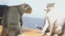 Acımasız Kedi Kavgası