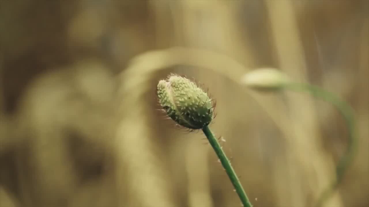 Движение растений фото