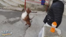 Baloncuklar İçin Kendini Paralayan Pitbull