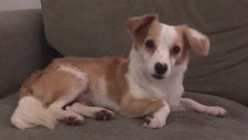 Dial-Up Modem Sesi Duyan Köpek Şaşkınlığı