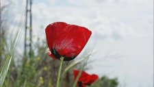 Pazarlık Edelim - Çeşitli Sanatçılar