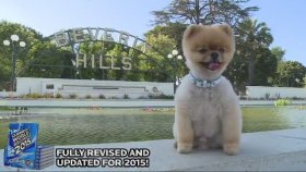 Amuda Kalkan Rekortmen Köpek!