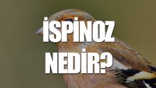 İspinoz Nedir? - Tek Cümlede Evrim