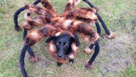 Köpeğe Örümcek Kostümü Giydirerek İnsanları Korkutmak