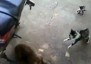 Yavrusunu Köpekten kurtaran kahraman kedi